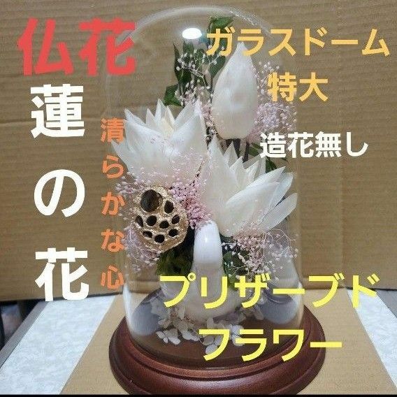 特選仏花　蓮の花　造花無し　ガラスドーム　特大　一基　プリザーブドフラワー