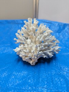 サンゴ　標本　11×9×10cm　置物　アクアリウム