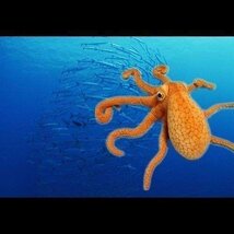 思わず二度見？？ タコのぬいぐるみ インテリア インパクト 人形 動物 海洋生物 たこj00528_画像6