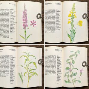 ドイツの古い植物図鑑(WILDPFLANZEN 1978年)/アンティーク ヴィンテージ 植物画 洋書 花の本 花の絵 ボタニカルアート チェコ 雰囲気◎/の画像10