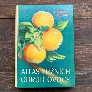 チェコの古い果物の図鑑(ATLAS TRZNICH ODRUD OVOCE 1957年)/アンティーク ヴィンテージ ヨーロッパ 果物画 ボタニカルアート 雰囲気◎/