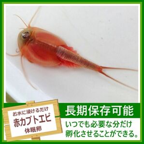 淡水 赤カブトエビの卵