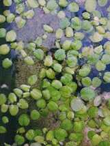 ラムズホーン10匹+α、水草３種ウィローモス、アナカリス、アマゾンフロッグピットのセット_画像5