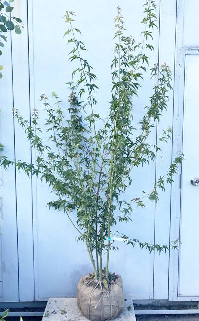 現品》イロハモミジ 株立ち 樹高1.7ｍ（根鉢含まず）162【紅葉/苗木/植木-