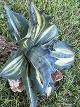 【農園直送限定】大サイズ　希少　アガベ フェロックス錦　縞斑　斑入り　極上斑　Agave salmiana var.ferox variegata 全写真現品_画像8