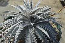 Dyckia 'Silver Dragon' ディッキア　シルバードラゴン　以下検索用　ブロメリア　多肉　アガベ _画像3