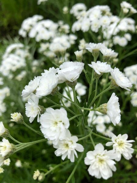 花種セット　アキレアノブレッサ&エリンジュウム&オマケ　宿根草　北海道より　