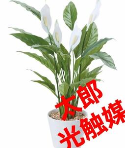 光触媒　人工観葉植物　ウォールグリーン　フェイクグリーン　スパティフィラムajm