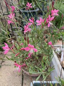 花の種☆ガウラ　白蝶草☆濃いピンク〜赤☆5粒