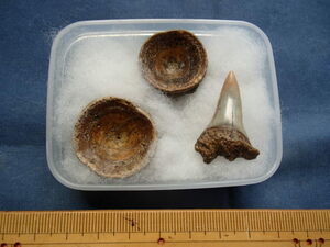〇化石標本　イスルス ハスタリスの歯と脊椎骨