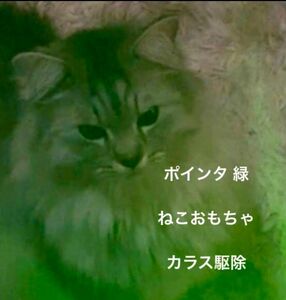 ビーム 緑 光 ねこ おもちゃ カラス駆除 会議用 ペン 