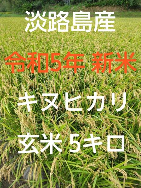 【2023年(令和5年)新米】兵庫県淡路島産キヌヒカリ5キロ(玄米)農家直送