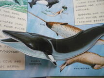 しかけ絵本2冊　きょうりゅうとなかまたち・クジラとイルカ_画像4