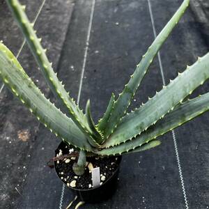 ● Aloe richaudii x hardyi 実生●アロエ リチャウディ x ハーディ　レア交配実生　抜き苗発送　多肉植物　サボテン