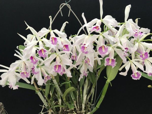 ヤフオク! -「maxima alba」の落札相場・落札価格