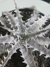 #SL106 Silver Dragon × Little Wing Dyckia ディッキア　アナナス　ブロメリア　観葉植物　多肉植物　タグ　tag　Otto　ハイブリッド_画像5