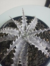 #SL106 Silver Dragon × Little Wing Dyckia ディッキア　アナナス　ブロメリア　観葉植物　多肉植物　タグ　tag　Otto　ハイブリッド_画像4