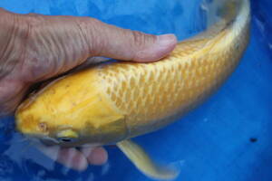 * special selection *. peace 3 year production genuine common carp. .... bling. yellow gold 40cm degree 