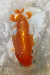 * special selection *. peace 5 year production beautiful .. pattern . tail tube. fat fn tongue. .. golgfish..11cm degree 