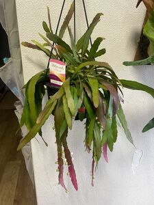 ６寸＊リプサリス　ラムローサ＊観葉植物インテリアハンギング吊り鉢