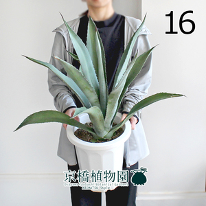 【現品】アガベ・アオノリュウゼツラン 8号 白鉢（16）Agave americana var. marginata