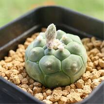 希少　実生　アストロフィルム　亀甲瑠璃兜　Astrophytum asterias nuda. KIKKO 　レア　サボテン　多肉植物　プレステラ90_画像6