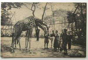 絵葉書戦前　動物　キリン　東京　上野公園　上野動物園　東洋一