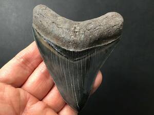 サメ 歯 化石 メガロドン [MG16] 最高品質 サメの歯 鮫の歯 牙