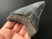サメ 歯 化石 メガロドン [MG16] 最高品質 サメの歯 鮫の歯 牙_画像4