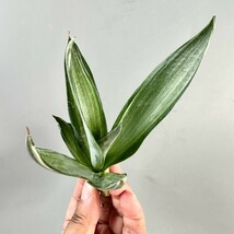 MM2 貴重な希少種 アガベ　デスメティアーナ　クイックシルバー Agave desmettiana'Quick Silver 極上子株_画像3