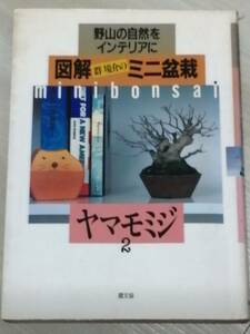 野山の自然をインテリアに　図解(群堺介の)ミニ盆栽　ヤマモミジ2
