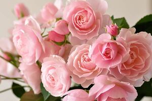 和バラ　薔薇苗　てま◯ 切花品種　薔薇苗　薔薇　挿木苗　バラ　バラ苗