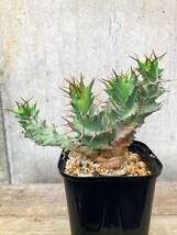 Euphorbia tortirama E335【良型・強棘】 ユーフォルビア トルチラマ_画像4