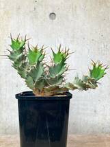 Euphorbia tortirama E335【良型・強棘】 ユーフォルビア トルチラマ_画像2
