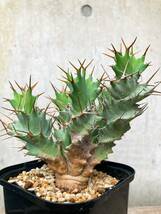 Euphorbia tortirama E335【良型・強棘】 ユーフォルビア トルチラマ_画像1