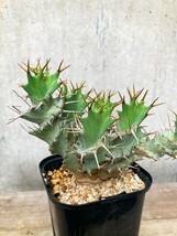 Euphorbia tortirama E335【良型・強棘】 ユーフォルビア トルチラマ_画像7