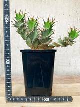 Euphorbia tortirama E335【良型・強棘】 ユーフォルビア トルチラマ_画像8