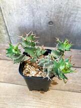 Euphorbia tortirama E344【良型・強棘】 ユーフォルビア トルチラマ_画像7