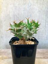 Euphorbia tortirama E344【良型・強棘】 ユーフォルビア トルチラマ_画像3