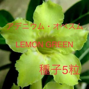 アデニウム・オベスム LEMON GREEN種子5粒