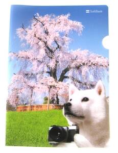 SoftBank　ソフトバンク　お父さん　犬　桜　クリアファイル 