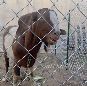 牛羊の繁殖ネット 犬 ドッグラン 動物園フエンス ワイヤー リンクフェンス 鉄線フェンス ガードレール 養魚池 隔離 花 園芸保護 1.2Mx10M