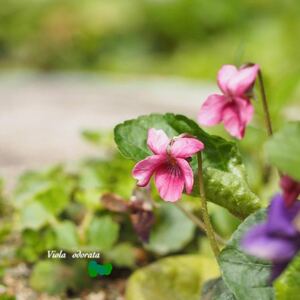 スイートバイオレット　ピンク　桃花　花の苗　スウィートバイオレット