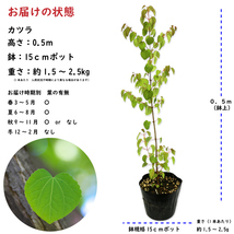 カツラ 0.5m 15cmポット 苗_画像2