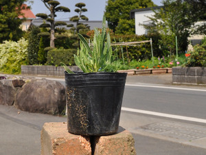  lavender sweet 9.0cm pot seedling 