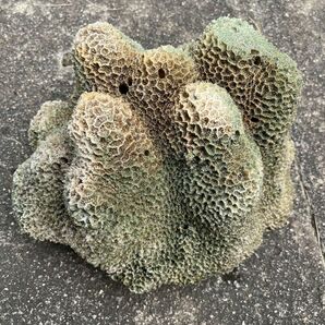 珊瑚の鉢植え？アクアリウム？