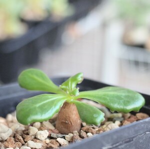 オトンナ・ツベローサ 7.5cm鉢 根挿し 希少 Pelargonium tuberosa 検索用 コーデックス 塊根植物 チュベローサ