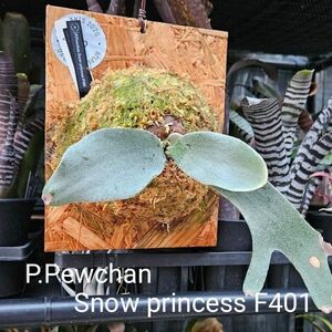 P.Pewchan Snow princess F401 【artPLANTs】 ビカクシダ/Platycerium