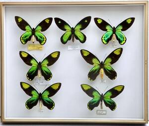 稀少種 極美 珠玉の標本 大型 ビクトリアトリバネアゲハ Ornithoptera victoriae 野外採集品 産地別 亜種 コレクション 研究用 ドイツ箱