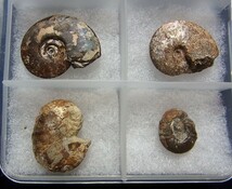 ■産地別 日本の化石 ■904 北海道 アンモナイト 10種セット_画像4